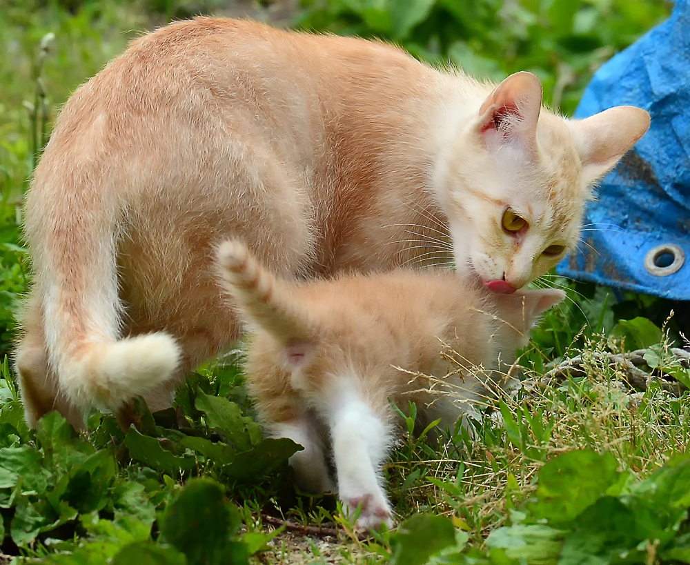 男はつらいよ 猫の寅次郎 家族に萌える みらいを紡ぐボランティア