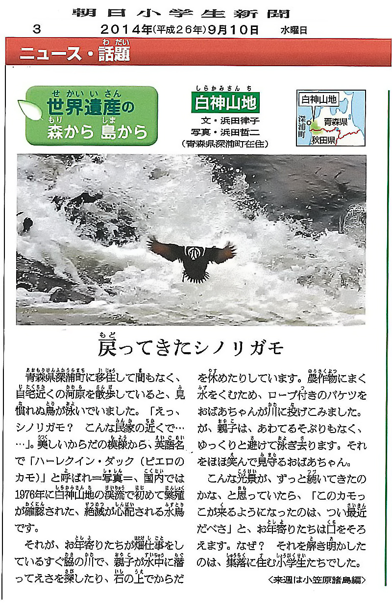 朝日小学生新聞の連載「白神シリーズ」10回目 シノリガモの記事